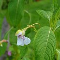 Impatiens tinctoria